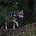 Vlk eurasijský (Canis lupus) | fotografie