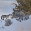 Vlk obecný (Canis lupus) | fotografie