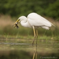 Volavka bílá (Egretta alba) | fotografie