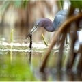 Volavka modrošedá (Egretta caerulea) | fotografie