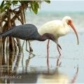 Volavka modrošedá (Egretta caerulea), Ibis bílý  (Eudocimus... | fotografie