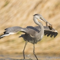 Volavka popelavá (Ardea cinerea) | fotografie