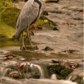 Volavka popelavá (Ardea cinerea) | fotografie