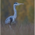 Volavka popelavá (Ardea cinerea) | fotografie