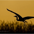 Volavka popelavá (Ardea cinerea) | fotografie