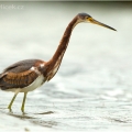 Volavka tříbarvá (Egretta tricolor) | fotografie