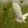 Volavka vlasatá ( Ardeola ralloides) | fotografie