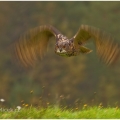 Výr velký  (Bubo bubo) | fotografie