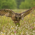 Výr velký (Bubo bubo) | fotografie