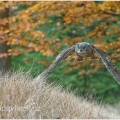 Výr velký (Bubo bubo) | fotografie