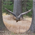 Výr velký  (Bubo bubo) | fotografie