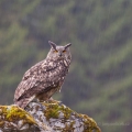 Výr velký  (Bubo bubo) | fotografie