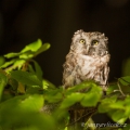 Výreček malý (Otus scops) | fotografie