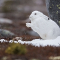 Zajíc polární (Lepus arcticus) | fotografie