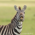 Zebra stepní/Zebra Burchellova (Equus quagga) | fotografie