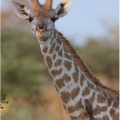 Žirafa (Giraffa camelopardalis), Klubák červenozobý... | fotografie
