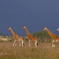 Žirafa Rothschildova (Giraffa camelopardalis rothschildi), | fotografie