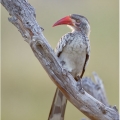 Zoborožec rudozobý (Tockus erythrorhynchus) | fotografie